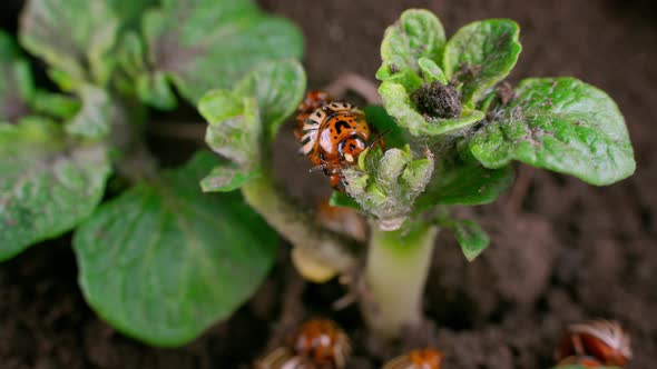 Colorado Potato Beetle Eats Potato Leaves Closeup
