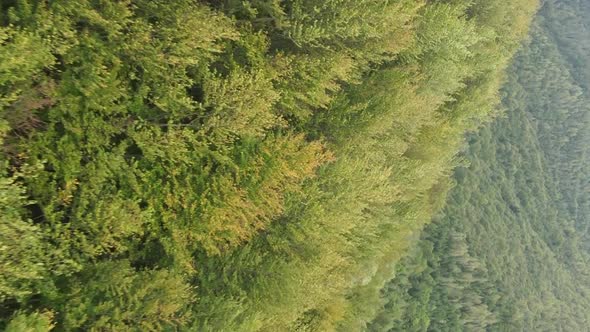 Vertical Video Aerial View of Trees in the Forest