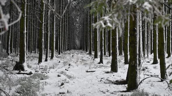 Dolly forward shot of magical dense frozen pine tree forest in winter