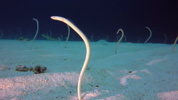 Underwater Beautiful Garden Eels