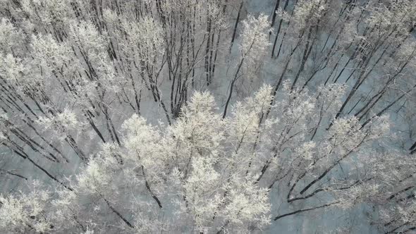 Aerial View of Forest in Winter Day, Camera Is Flying Over Naked Trees Covered Snow and Hoarfrost