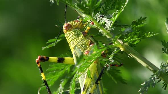 Close shot of a locust (Coniungoptera nothofagi) feeding from sprouts on a weed's branch.