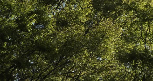 Japanese zelkova known as Japanese elm or keyaki