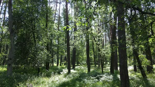 Trees in the Forest By Summer Day