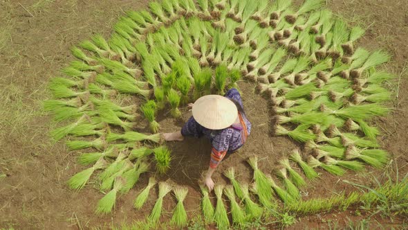 Aerial view of a farmer collecting rice plants in green paddy field, rice bale