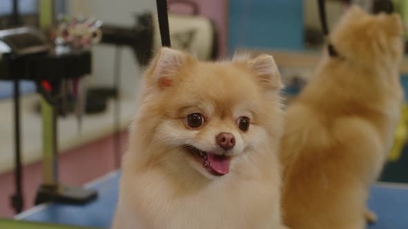 Happy Little Spitz Dog Smiles After Bathing in the Grooming Salon  Closeup