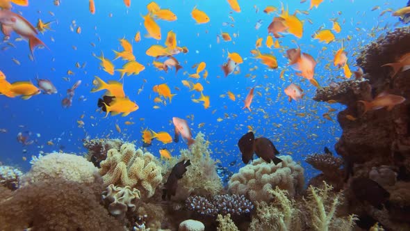 Reef Underwater Coral Garden