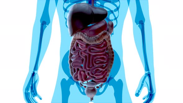 4K anatomy concept of the gut