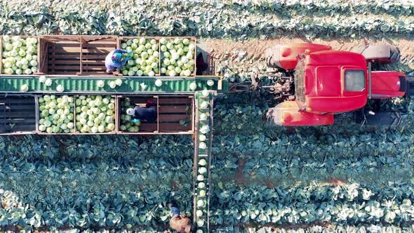 A Group of Farmers are Sorting Cabbage on Top of a Harvester