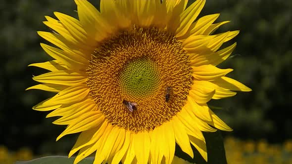 Two honey bees  on a sunflower collecting pollen.