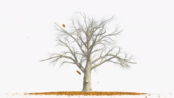 Tree Without Leaves alt