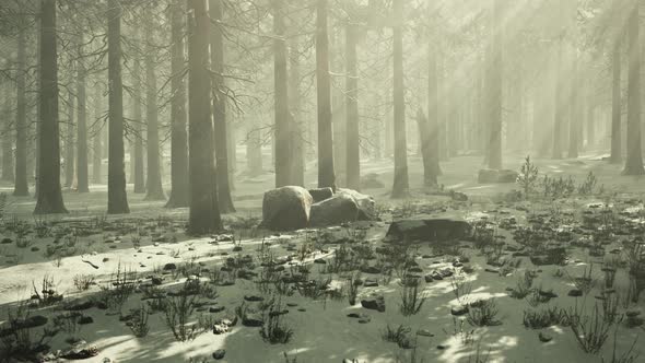 Pine Forest Illuminated By the Morning Sun on a Foggy Early Spring Day alt