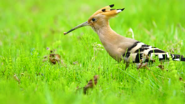 Eurasian Hoopoe