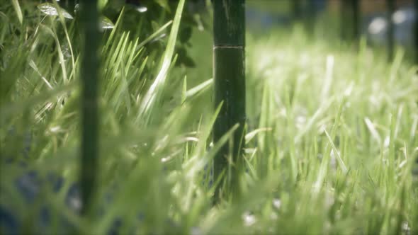 Fresh Green Grass on the Forest