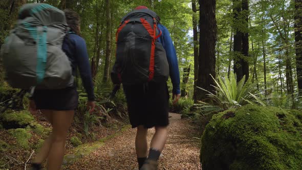 Static, hikers walk through lush Fiordland forest, Kepler Track New Zealand