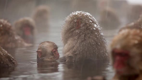 Japanese Snow Monkeys In Hot Spring