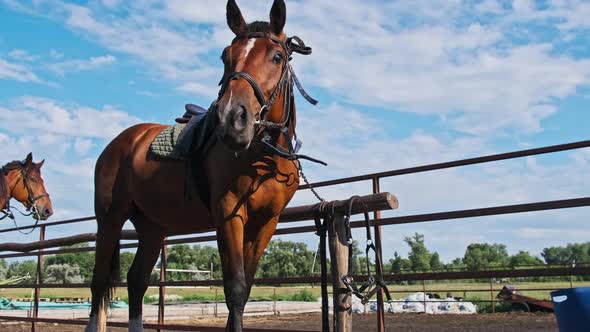 Brown Harnessed Horse Stands Near the Stable on Blue Sky Backdrop in Slow Motion