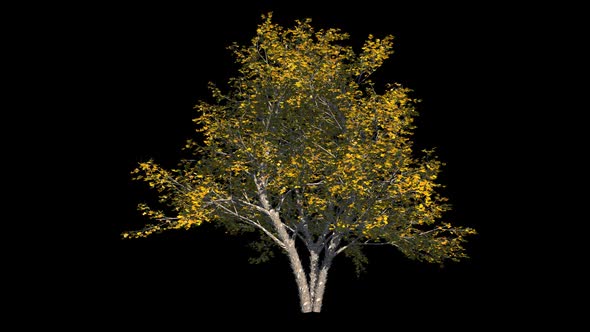 Tree With Alpha Channel alt