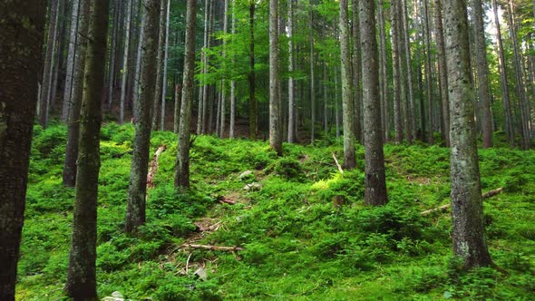 Magical Forest in the Morning Time