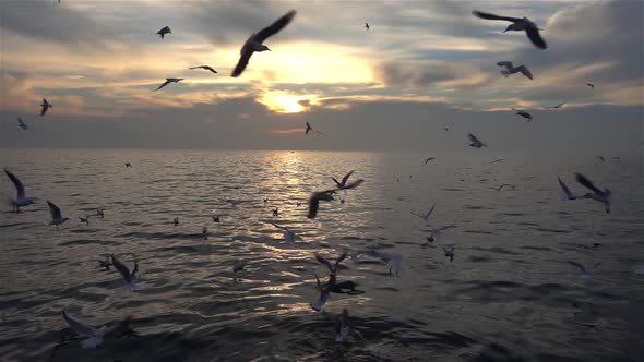 Flock Of Seagulls At Sunset