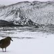 SLO MO MS Bird standing in snow covered barren landscape / Deception Island, Antarctic Peninsula, An - VideoHive Item for Sale