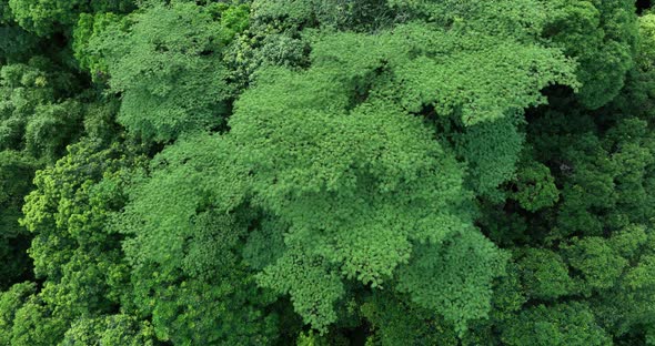 Aerial footage of beautiful tropical forest mountain landscape in summer