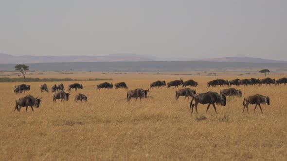 Herd of wildebeests in Masai Mara