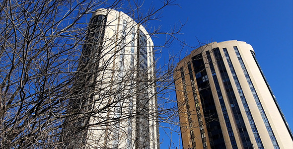 Tree And City Buildings alt
