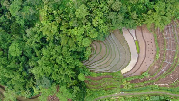 Majestic rice field terraces near tropical green forest, aerial top down view