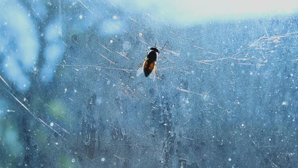 Disgusting Gadfly Sitting on Dirty Glass, Complete Devastation and Insanitary