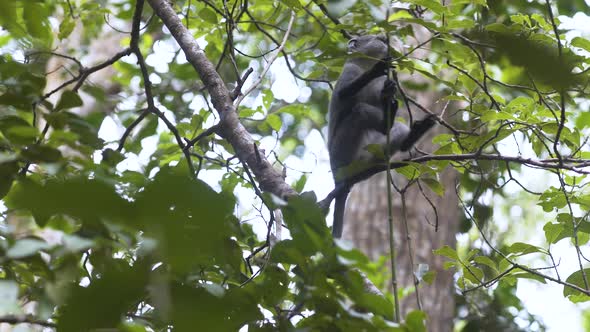 Zanzibar Blue monkey sitting on tree branch and looking down.