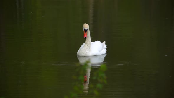 A Lone Swan Swims on the Lake and Searches for Food