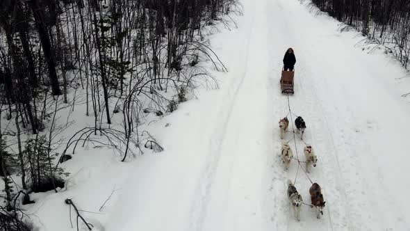 Drone Aerial View of Dogsledding Handler with Team of Trained Husky Dogs Mountain Pass Husky Dog