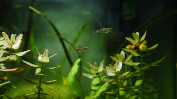 Fish and Marine Plants in the Home Aquarium. Colorful Aquarium Tank Filled with Stones, Wooden