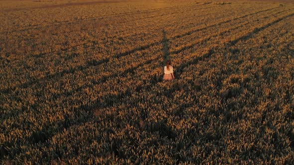 Aerial View Woman Walks Among a Wheat Field at Sunset or Sunrise Drone Shot