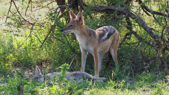 Mother jackal cleans her young pup, stands alert and cautious when something catches her attention.
