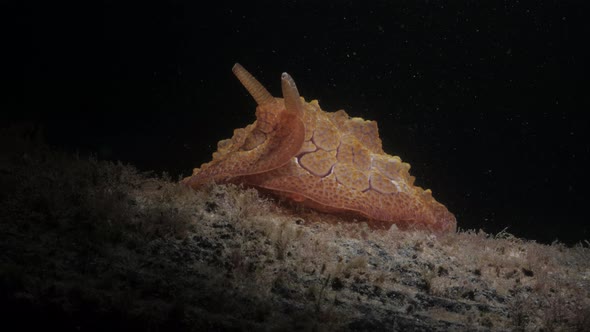 Creative underwater lighting of the sea slug Pleurobranchus species discovered on a night diving act