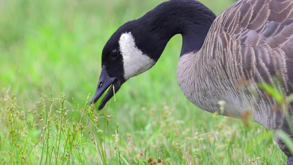canada goose eating close up 4k