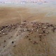 Aerial photography of sheep running - VideoHive Item for Sale