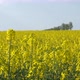 Rape Flowers - VideoHive Item for Sale