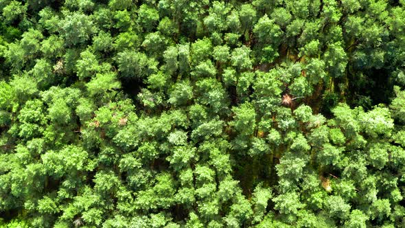 Aerial view of swaying trees on wind in summer