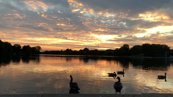 Wide shot showing, silhouette of wildlife ducks at the lake and beautiful golden sunset in the backg