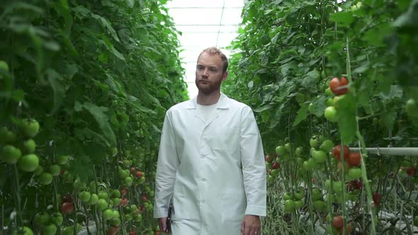 Light Hydroponic Farm View of Man Agronomist Walking Along Greenhouse Indoors Spbd