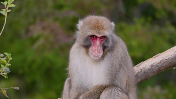 Japanese Macaque Shot Near Kyoto Japan