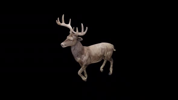 Brown Stag Fast Walk View From Top Angle Front alt