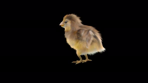 17 Baby Chicks Dancing 4K