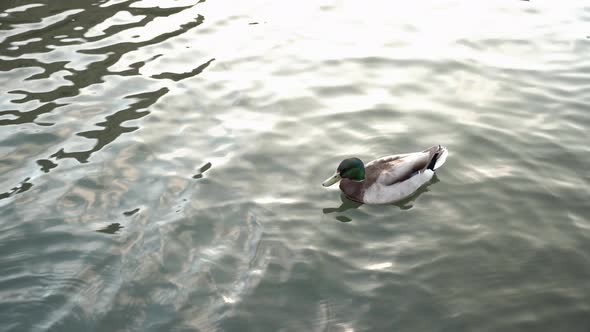 A duck swimming in the lake