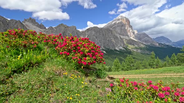 Bushes with Beautiful Pink Flowers in the Foregrzound. Gimbal Shot of Alps, Italy