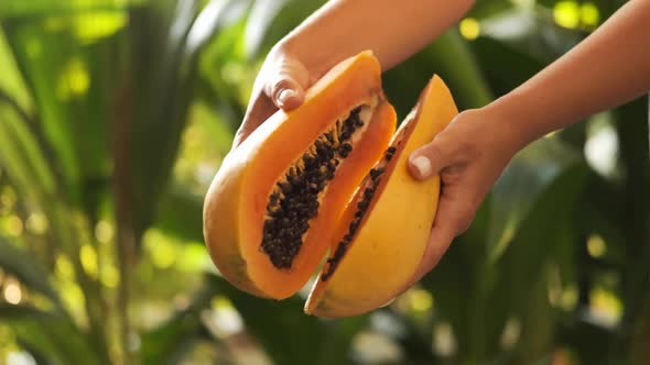 Hands Holding Papaya on a Background of Green Leaves. Close-up.
