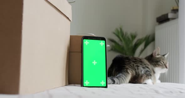 Phone green screen mockup with card storage boxes and cat.